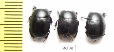 Histeridae sp.  South Africa Rep. - INSECTS-STORE.RU