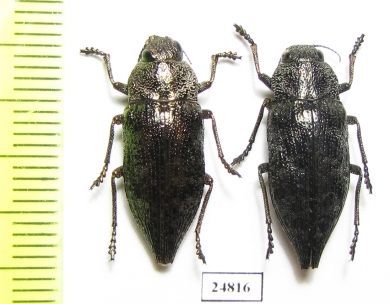 Dicerca aenea  Russia, Ryazan' reg. - INSECTS-STORE.RU