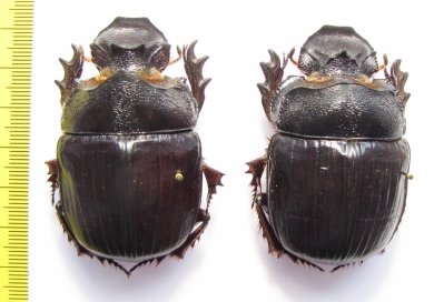 Heliocopris dominus, pair  Thailand 57mm - INSECTS-STORE.RU