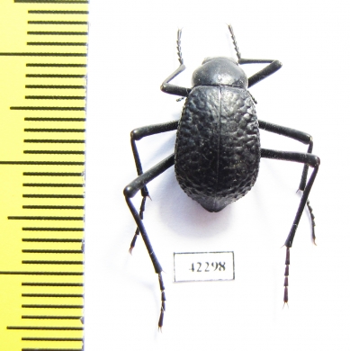 Adesmia anomala dejeani  Mongolia - INSECTS-STORE.RU