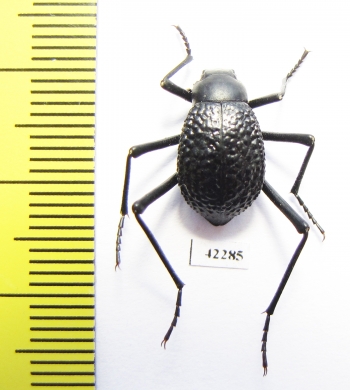 Adesmia anomala dejeani  Mongolia - INSECTS-STORE.RU