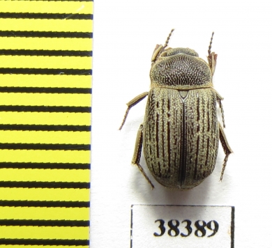 Maechidius sp.  Indonesia, Papua - INSECTS-STORE.RU