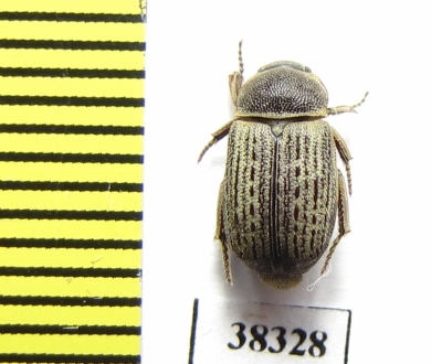 Maechidius sp.  Indonesia, Papua - INSECTS-STORE.RU