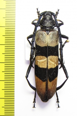 Huedepohliana constanzae  Malaysia - INSECTS-STORE.RU