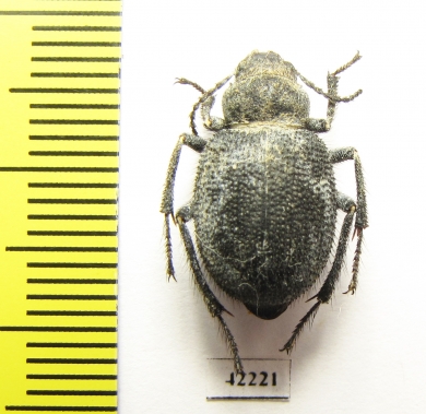 Thriptera longipilis  Tajikistan - INSECTS-STORE.RU