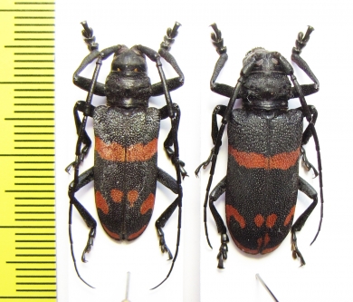 Ceroplesis aestuans ornata, pair  Erythree - INSECTS-STORE.RU