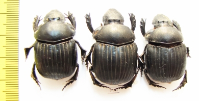 Dichotomius sp.  Ecuador - INSECTS-STORE.RU