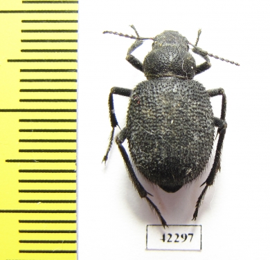 Thriptera longipilis  Tajikistan - INSECTS-STORE.RU