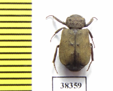 Maechidius sp.  Indonesia, Papua - INSECTS-STORE.RU