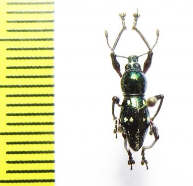 Curculionidae sp.  Indonesia, Halmahera isl. - INSECTS-STORE.RU