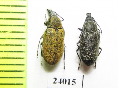 Mycteridae, Mycterus curculionoides  Turkey - INSECTS-STORE.RU