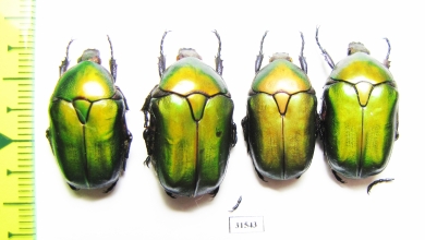 Protaetia cuprea cuprea France, Corsica - INSECTS-STORE.RU