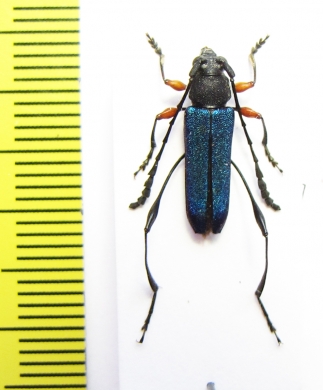 Namibomeces laticornis  Namibia - INSECTS-STORE.RU