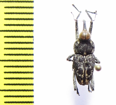 Curculionidae sp.  Indonesia, Halmahera isl. - INSECTS-STORE.RU