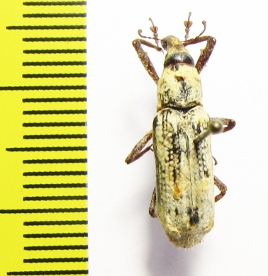 Curculionidae sp.  Indonesia, Halmahera isl. - INSECTS-STORE.RU