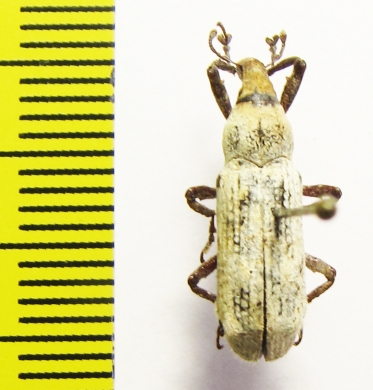 Curculionidae sp.  Indonesia, Halmahera isl. - INSECTS-STORE.RU