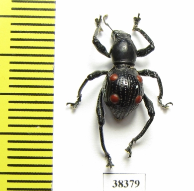 Curculionidae sp.  Indonesia, Papua - INSECTS-STORE.RU