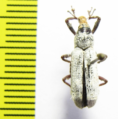 Curculionidae sp.  Indonesia, Halmahera isl. - INSECTS-STORE.RU