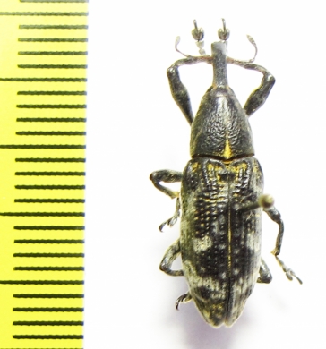 Curculionidae sp.  Indonesia, Halmahera isl. - INSECTS-STORE.RU