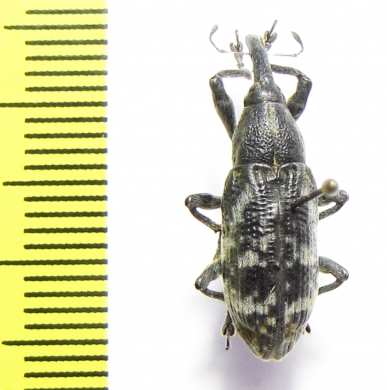 Curculionidae sp.  Indonesia, Halmahera isl. - INSECTS-STORE.RU