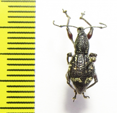 Curculionidae sp.  Indonesia, Halmahera isl. - INSECTS-STORE.RU