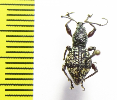 Curculionidae sp.  Indonesia, Halmahera isl. - INSECTS-STORE.RU