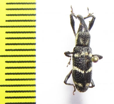 Curculionidae sp.  Indonesia, Halmahera isl. - INSECTS-STORE.RU