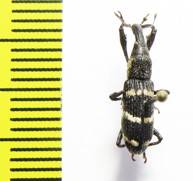 Curculionidae sp.  Indonesia, Halmahera isl. - INSECTS-STORE.RU