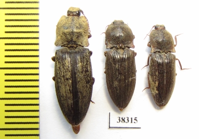 Elateridae sp.  Indonesia, Papua - INSECTS-STORE.RU