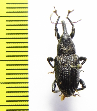 Curculionidae sp.  Indonesia, Halmahera isl. - INSECTS-STORE.RU