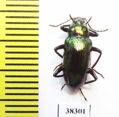 Tenebrionidae sp.  Indonesia, Papua - INSECTS-STORE.RU