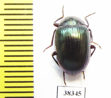 Tenebrionidae sp.  Indonesia, Papua - INSECTS-STORE.RU