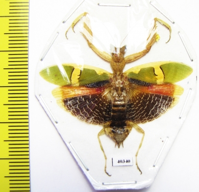 Creobroter urbanus  Malaysia - INSECTS-STORE.RU