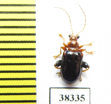 Chrysomelidae sp.  Indonesia, Papua - INSECTS-STORE.RU