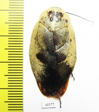 Blattodea sp.  South Africa Rep. - INSECTS-STORE.RU