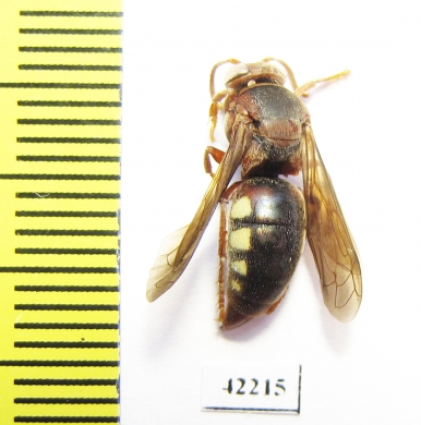 Hymenoptera sp.  South Africa Rep. - INSECTS-STORE.RU