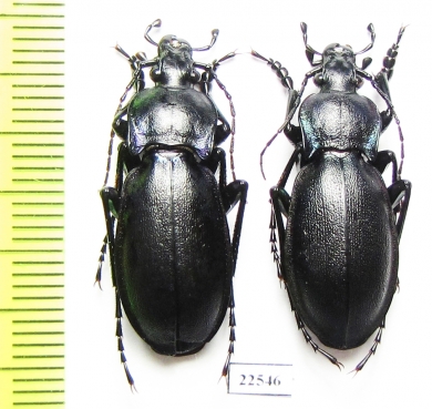 Carabus (Megodontus) germarii  Italy - INSECTS-STORE.RU