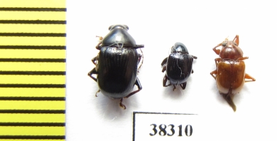 Chrysomelidae sp.  Indonesia, Papua - INSECTS-STORE.RU