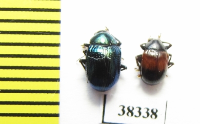 Chrysomelidae sp.  Indonesia, Papua - INSECTS-STORE.RU
