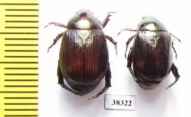 Rutelinae sp.  Indonesia, Papua - INSECTS-STORE.RU