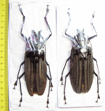 Xixuthrus lunicollis, pair  Indonesia, Buru isl. 104mm - INSECTS-STORE.RU