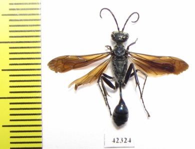 Hymenoptera sp.  South Africa Rep. - INSECTS-STORE.RU