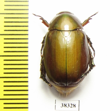 Rutelinae sp.  Indonesia, Papua - INSECTS-STORE.RU