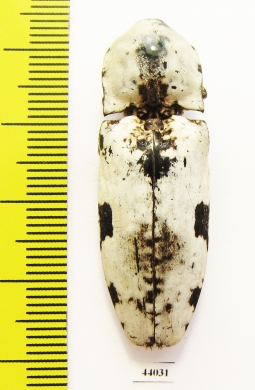 Elateridae sp.  Laos - INSECTS-STORE.RU