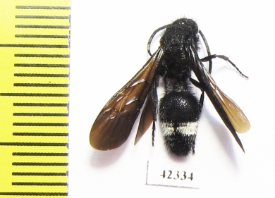 Mutillidae sp.  South Africa Rep. - INSECTS-STORE.RU