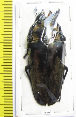 Trictenotomidae, Autocrates vitalisi?  Malaysia - INSECTS-STORE.RU