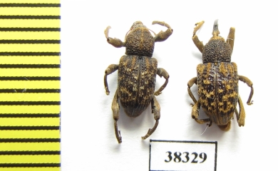 Curculionidae sp.  Indonesia, Papua - INSECTS-STORE.RU
