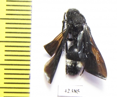 Mutillidae sp.  South Africa Rep. - INSECTS-STORE.RU