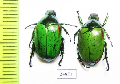 Rutelinae sp.  Myanmar - INSECTS-STORE.RU