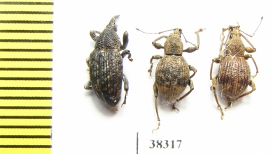 Curculionidae sp.  Indonesia, Papua - INSECTS-STORE.RU